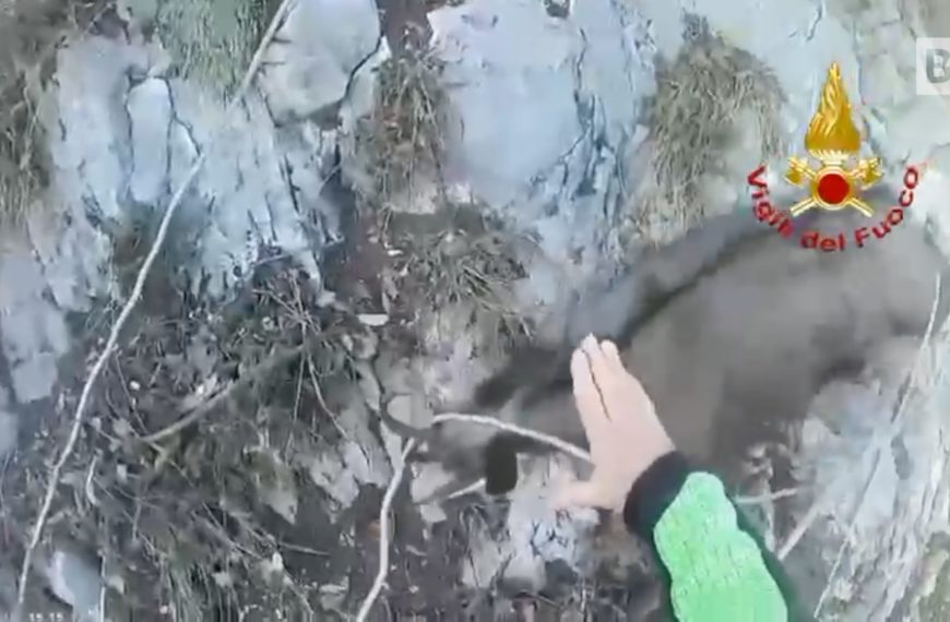 Camoscio bloccato sulla roccia: il salvataggio in elicottero…