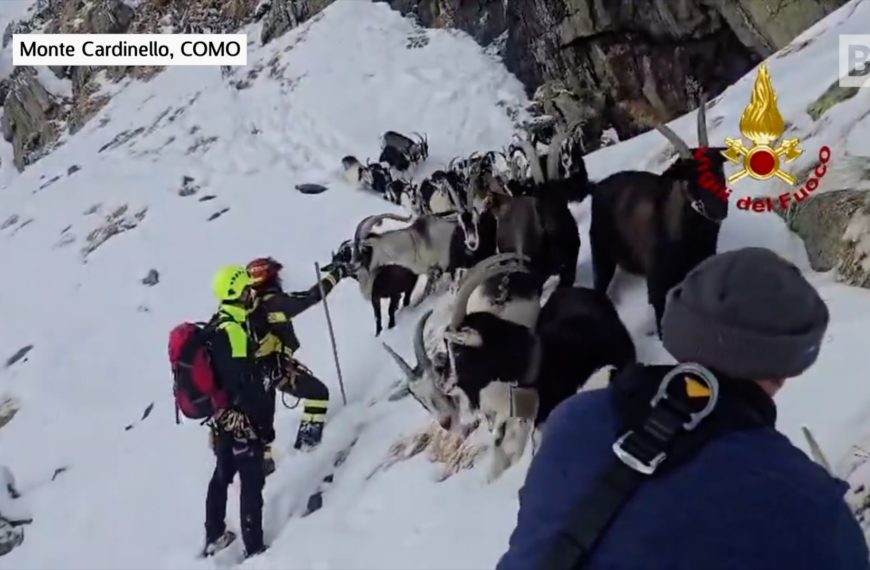 Como, le capre si disperdono dopo essere state…