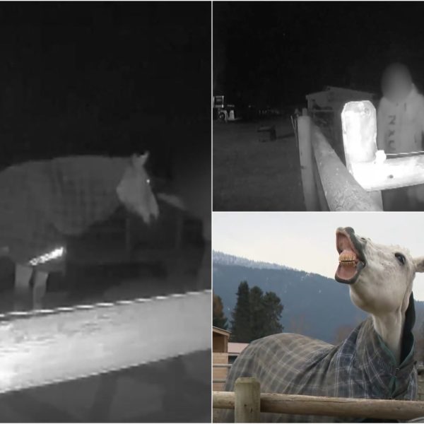 Shock a Vernon: cavalla violentata di notte, identificato…