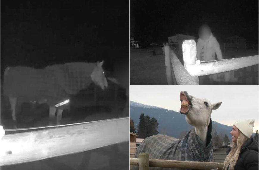 Shock a Vernon: cavalla violentata di notte, identificato un sospetto