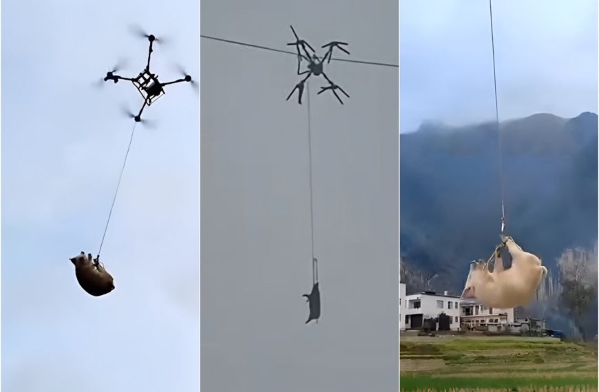 Maiale volante causa un blackout: leggi…